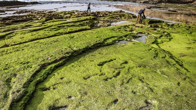 Jejak Kuno di Maroko: Benarkah Permukaan Laut Pernah Naik Drastis?